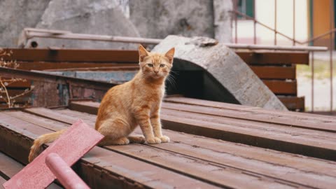 Homeless cat standing on the landfill