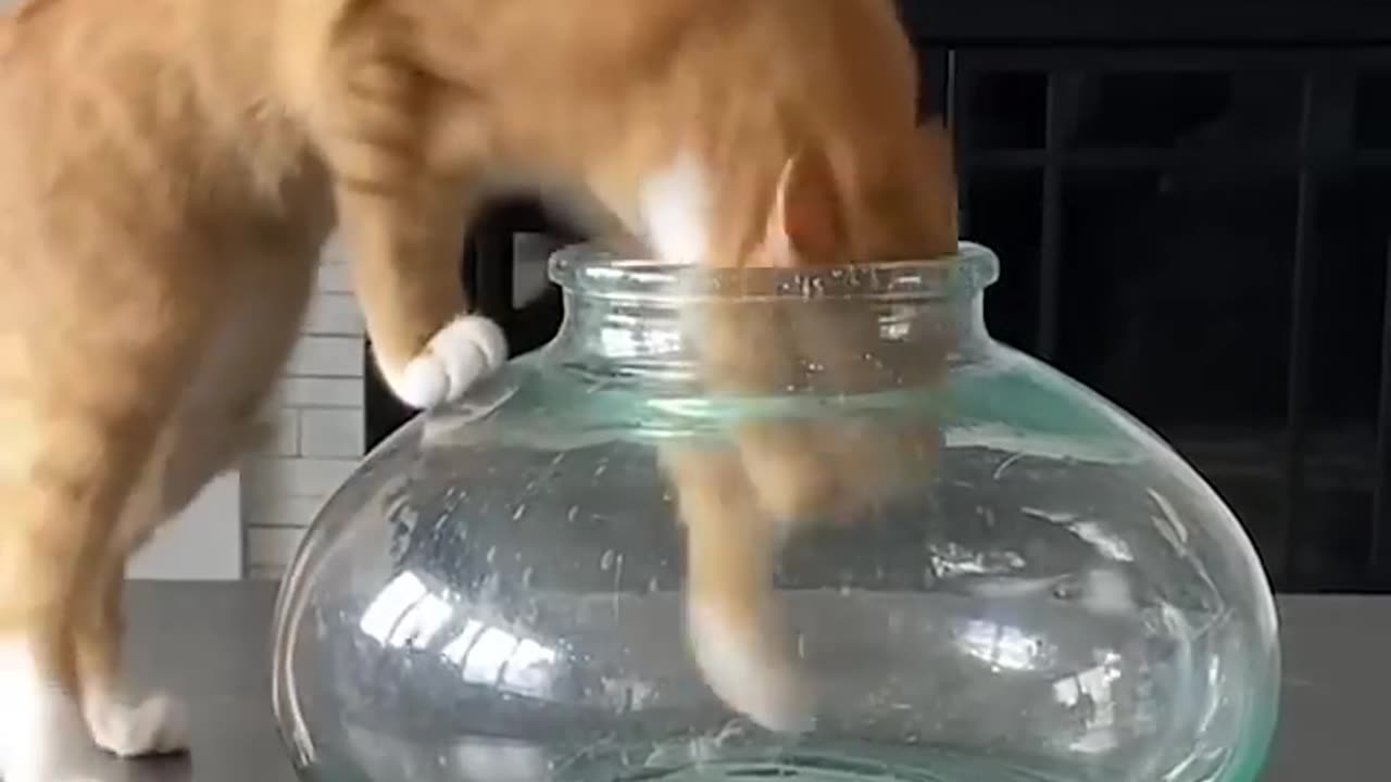 animals are funny