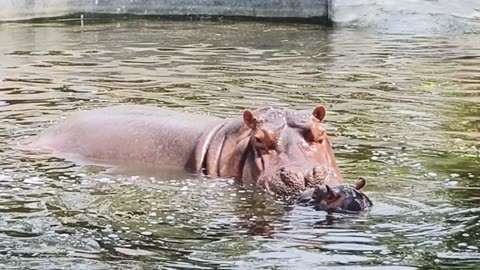 A symbol of strength and tranquility in nature’s embrace. #IndianHippopotamus #WildlifeIndia