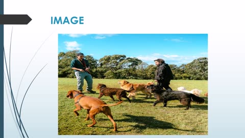 The Best Dog Day care in Macdonaldtown