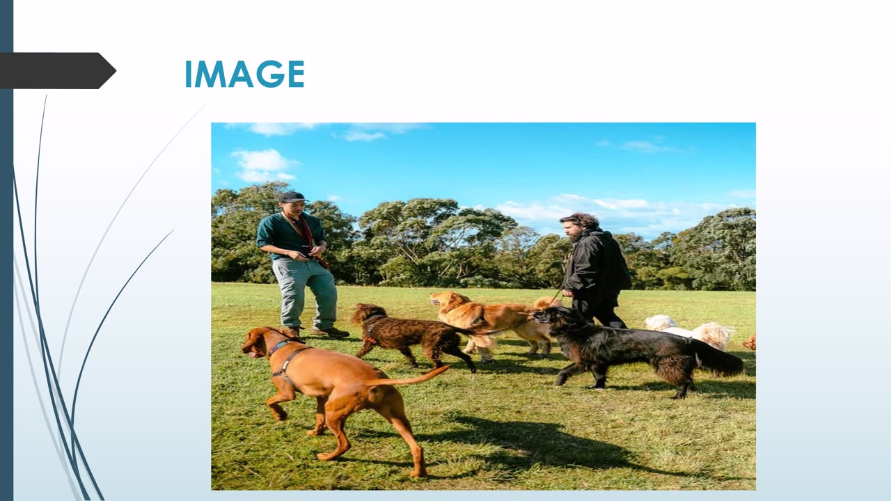 The Best Dog Day care in Macdonaldtown