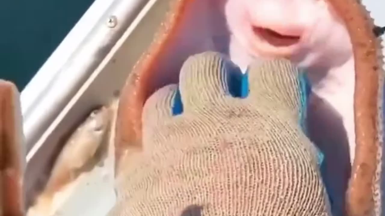 Tickled the Fish and It Started Laughing! Haha this fish is too funny! #shorts 🐟😂👉