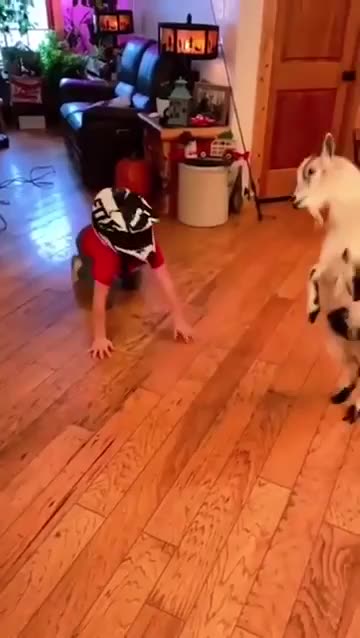 Goats are erratic and crazy 🤣