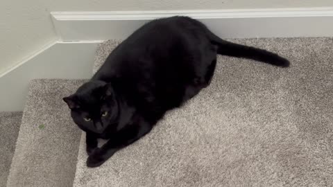 Precious Piper Starts the Top of the Stairs Security Company - Adopting a Cat from a Shelter Vlog