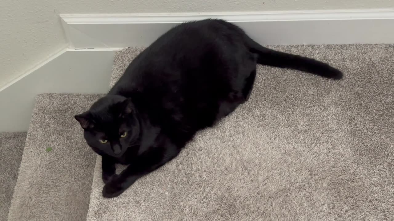 Precious Piper Starts the Top of the Stairs Security Company - Adopting a Cat from a Shelter Vlog