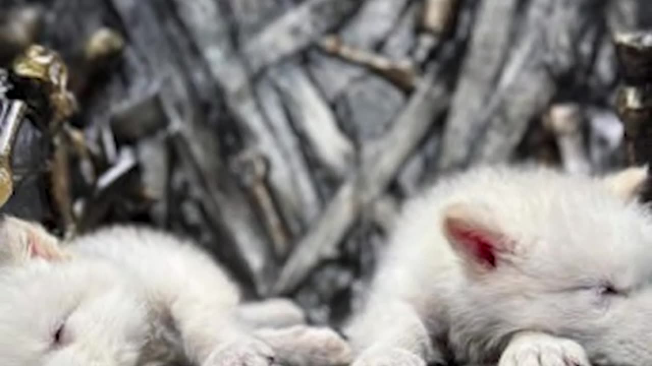 Scientists have announced the first de-extinction of an animal