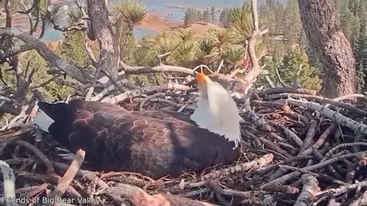 Funniest Animal Video [part 1]