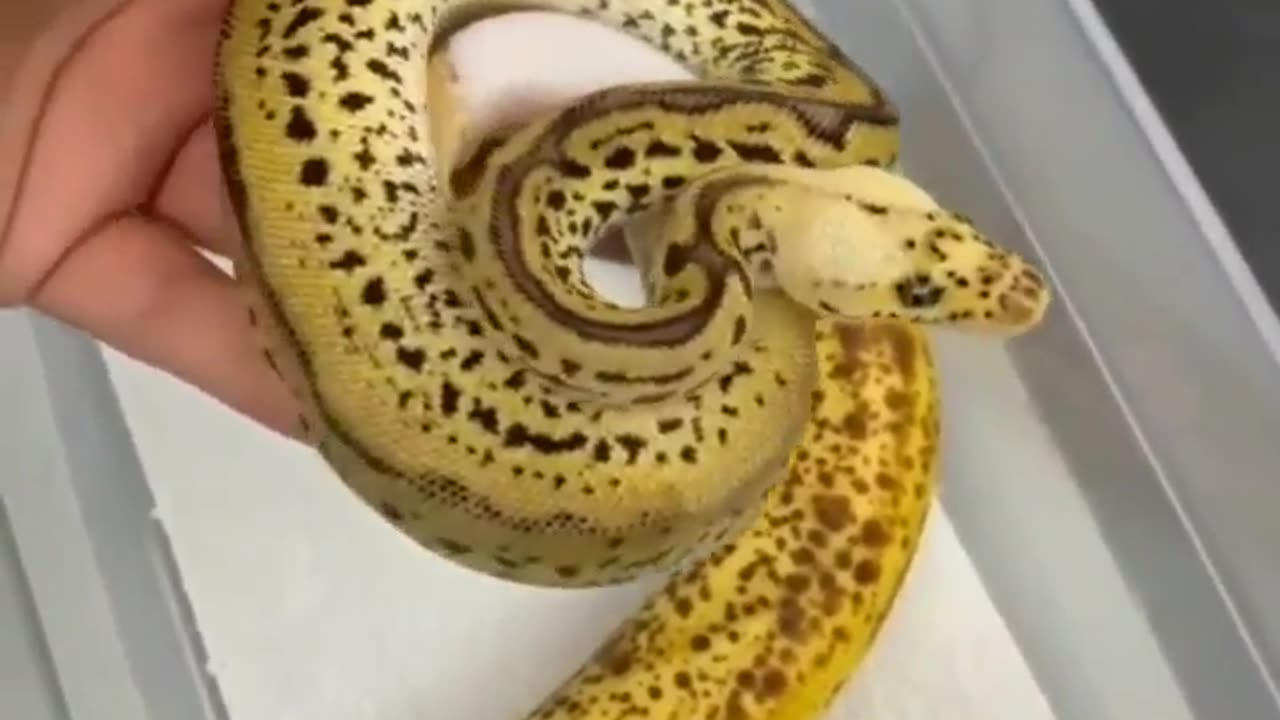 banana and the snake