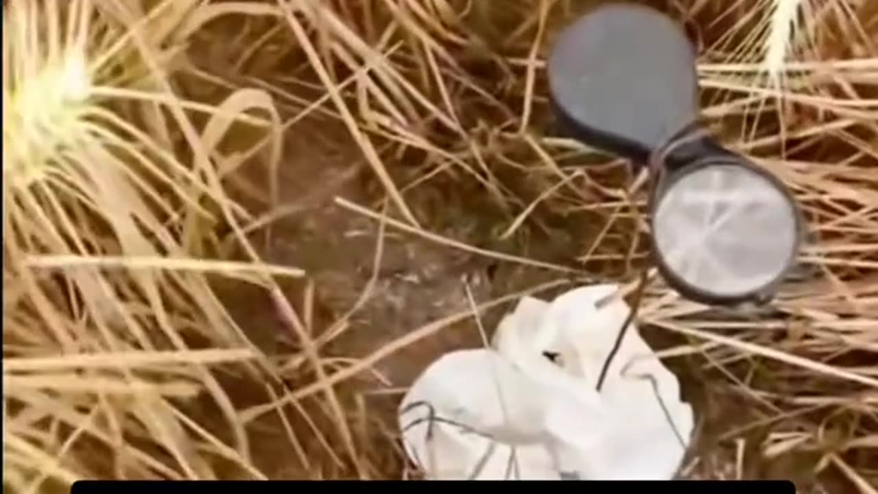 Feuer Waldbrände gelegt
