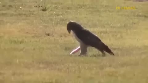 Eagle Vs Leopard Epic Battle! The Eagle's Revenge When The Leopard Invades Its Territory