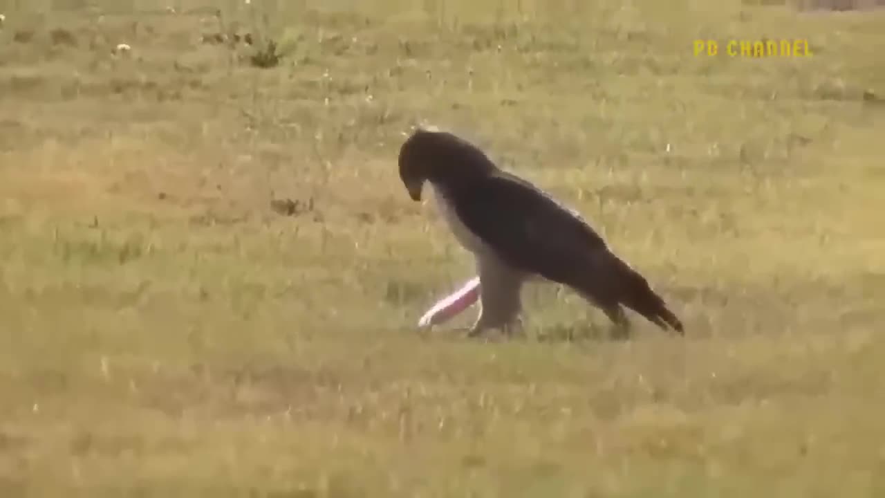 Eagle Vs Leopard Epic Battle! The Eagle's Revenge When The Leopard Invades Its Territory