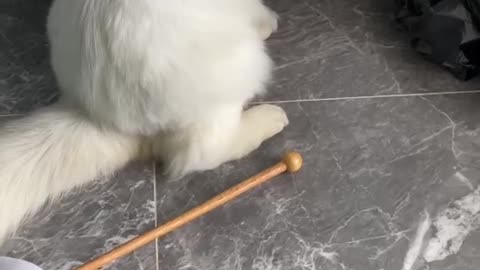 Animal cat