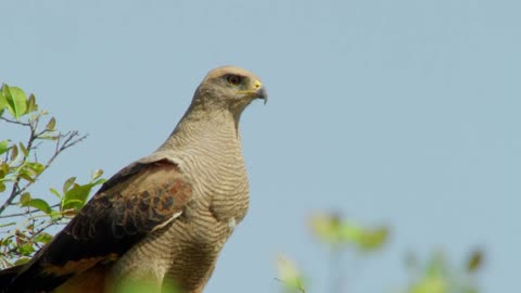Los animalitos de Andy - T01E18 - Escondite