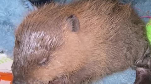 Baby Beaver Munches On Fruits And Veggies