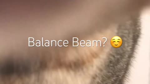 [Stray Cats Diary🐱🐱] 23⧸07⧸2024 I Cat Balance Beam？ 🐱🥰