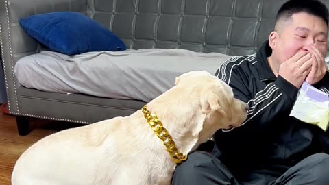 狗子：快交出来，见面分一半！Dogzi: Give it quick, we split it 50/50!