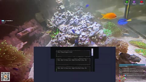 24/7 Real Live Reef Stream
