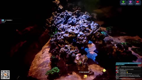 24/7 Real Live Reef Stream
