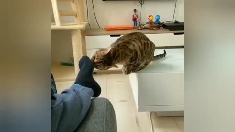 Top 50 most funny animals moment