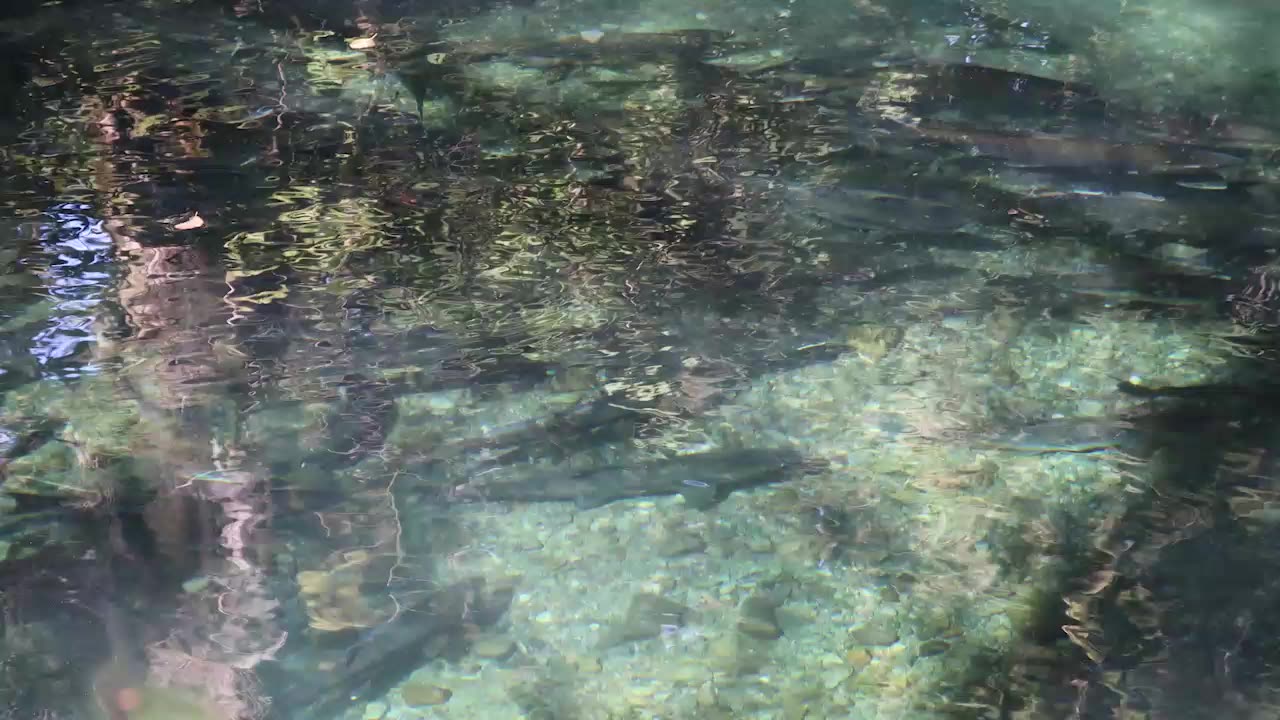 Salmon in a Creek