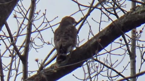 Broad-winged hawk
