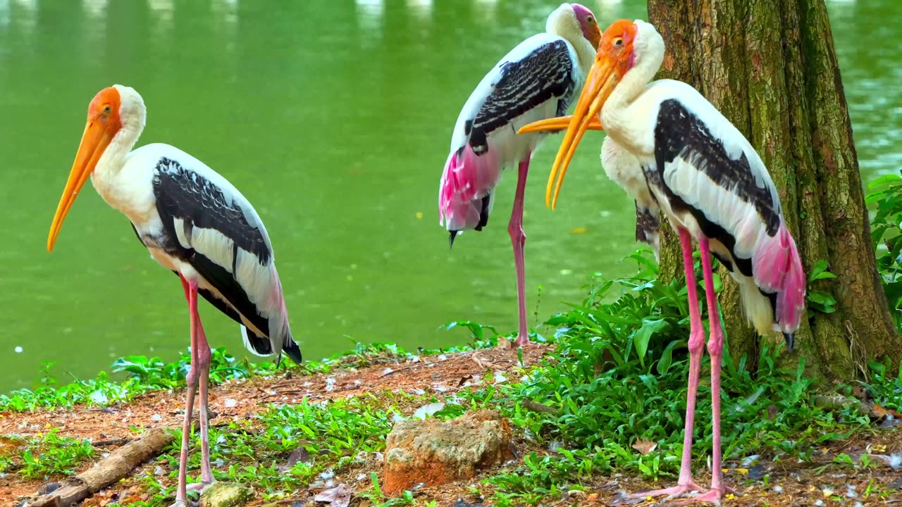 Experience a breathtaking journey through 100,000 stunning landscapes, all 8k