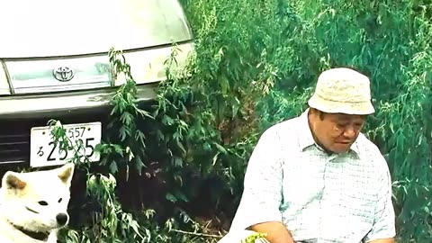 After losing everything, his only family was this dog 🥺 #movieclips #shorts #shortfilmrecap