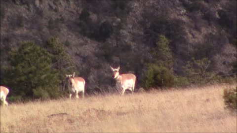 Arizona's "Yellowstone" Episode 1