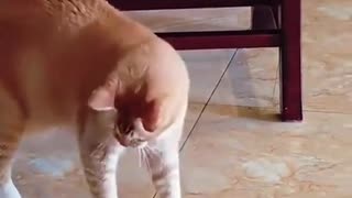 😂🐶 These Dogs Are Hiding Their Excitement! | FunFM