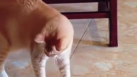 😂🐶 These Dogs Are Hiding Their Excitement! | FunFM