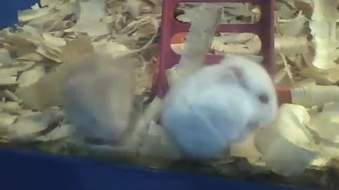 2 hamsters have fun in the pet store, seem to be brothers [Nature & Animals]