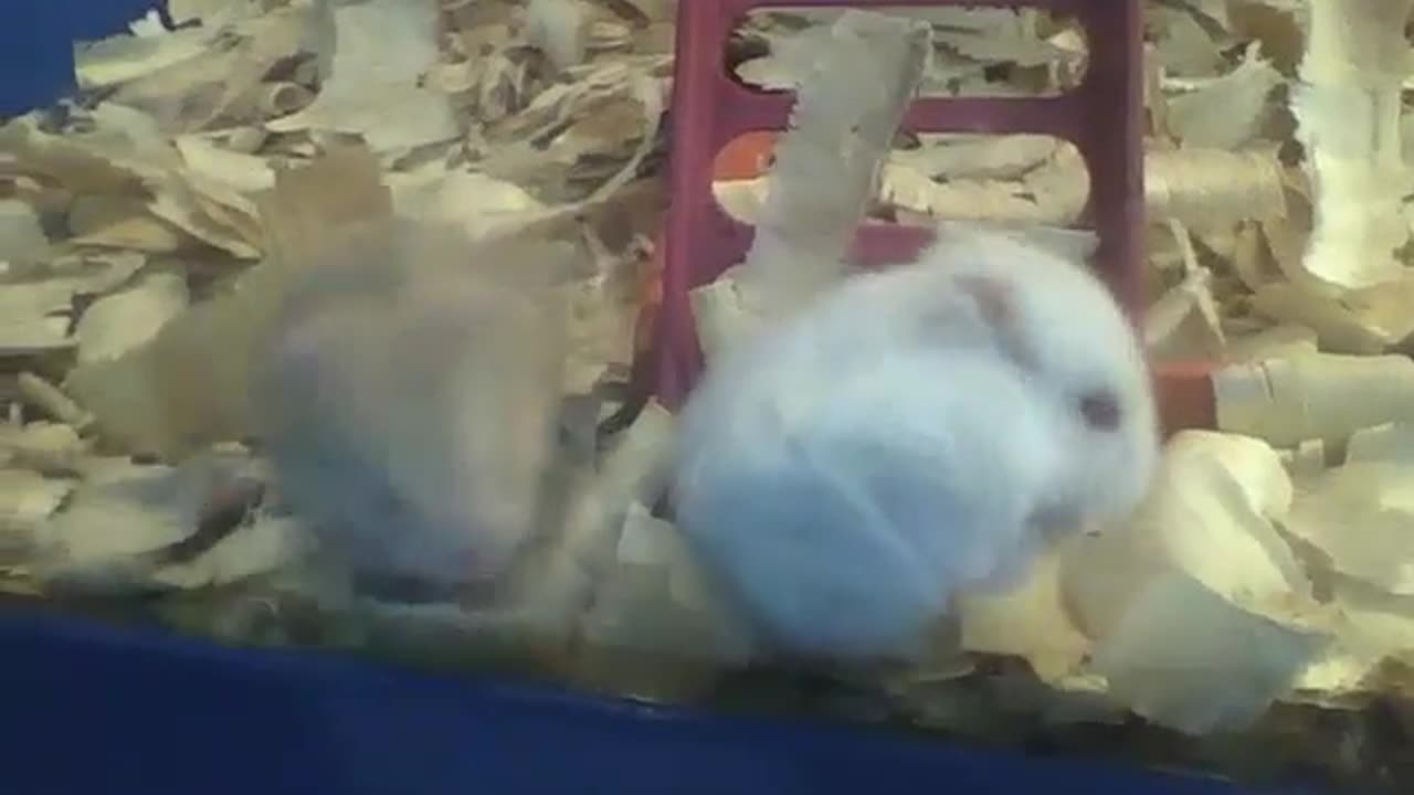 2 hamsters have fun in the pet store, seem to be brothers [Nature & Animals]
