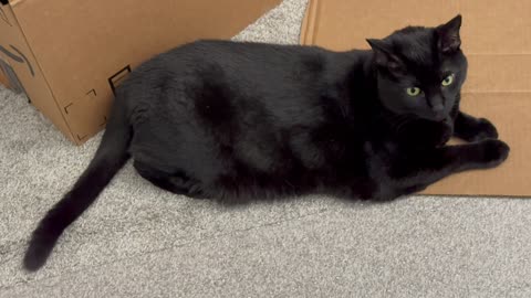 Cute Precious Piper Holds Down Boxes in the Office - Adopting a Cat from a Shelter Vlog