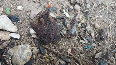 American Toad