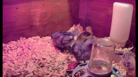 Chicks!