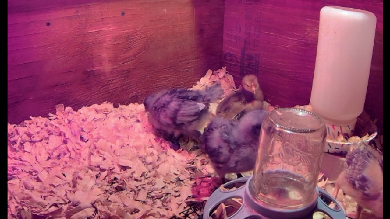 Chicks!