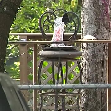 Couple arrested for handcuffing own children to bed frame, affidavit states - KSAT 12 (720p, h264)