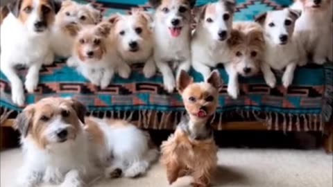 Dog photo click capture funny video