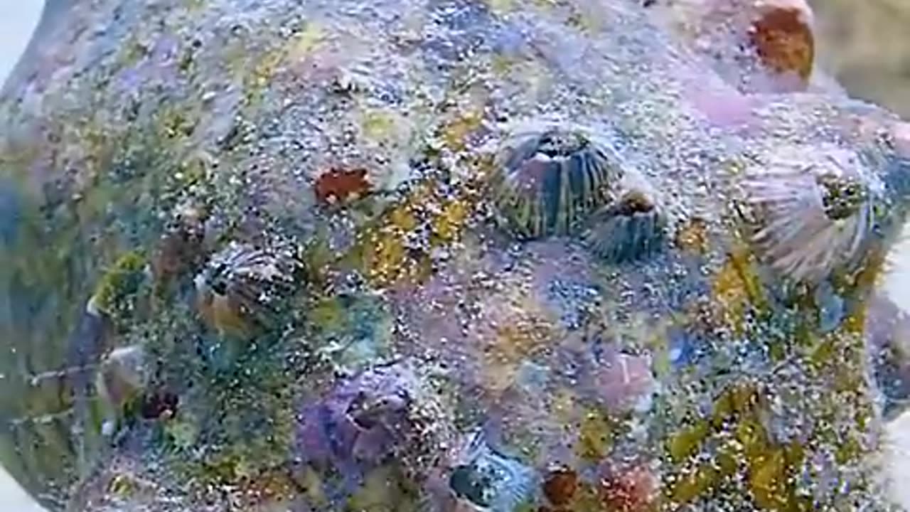 The underwater world 🐳🐟