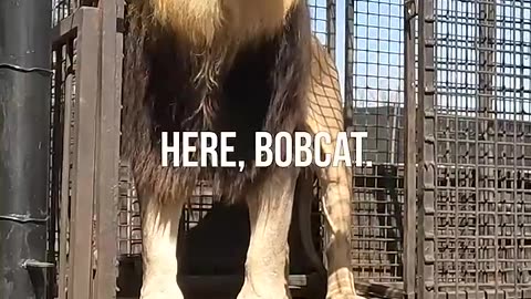How to unload lions