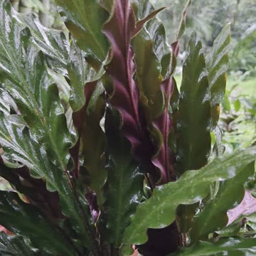 🌧️ Beautiful Calathea Rufibarba in the Rain | Tropical Farm Life in the Philippines 🌿🇵🇭