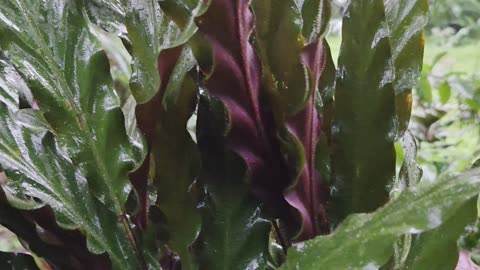 🌧️ Beautiful Calathea Rufibarba in the Rain | Tropical Farm Life in the Philippines 🌿🇵🇭