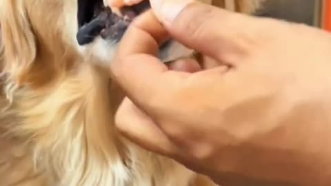 Funny Animals 2025! 😂 #animals #pets #cats #dogs #funny #compilation #2025 #short #trending #fyp