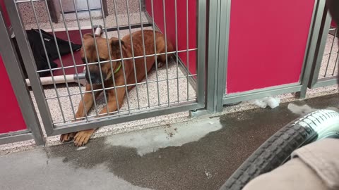 Honey 7y A830947 kennel 39 pod 2 PACC shelter intro hijinks but he calms_20250608_175703482