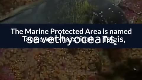 Celebrating Tang. É¢wan Â· á¸¤aÄxÊ·iqak Â· TsigÌ±i Canada's Newest Marine Protected Area