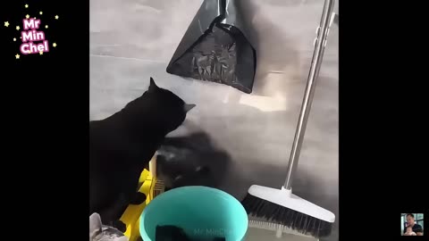 Funniest Animals & Cute Pets