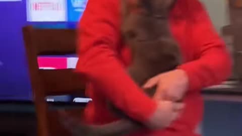 funny cats