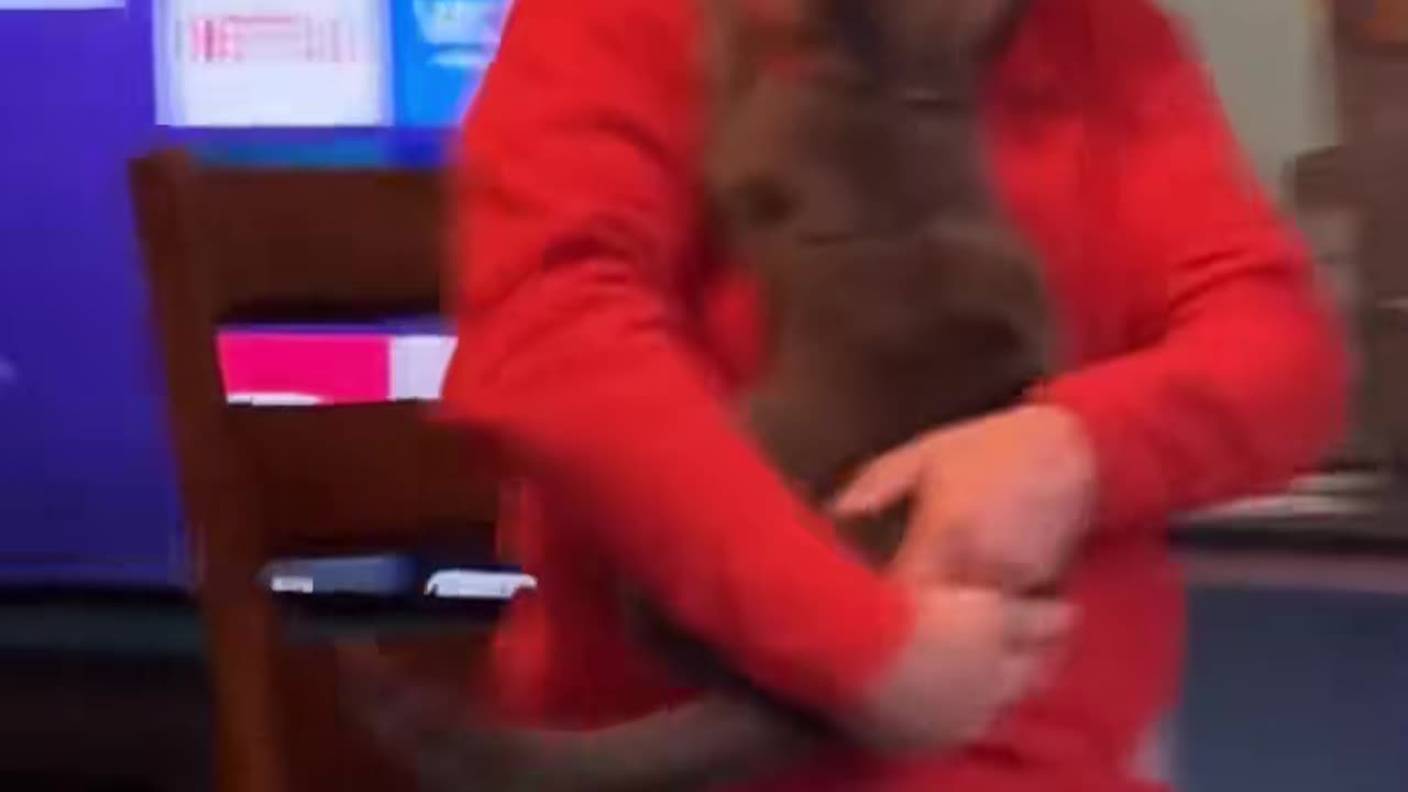 funny cats
