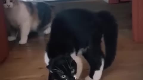 Animals Funny Video