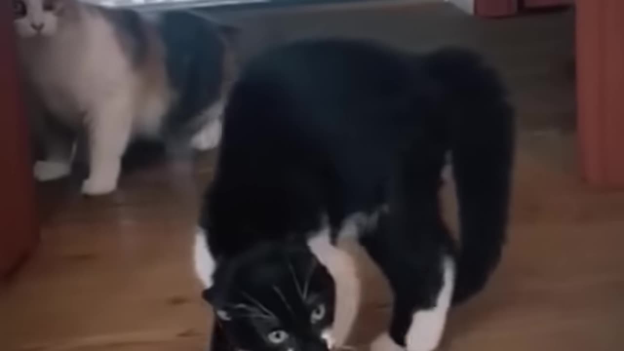 Animals Funny Video